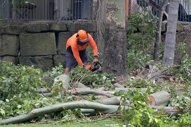 Reliable Southgate, MI Tree Service Solutions